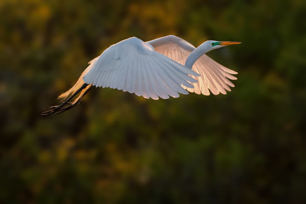 Golden Egret Flight by Alex Li — canvas wall art