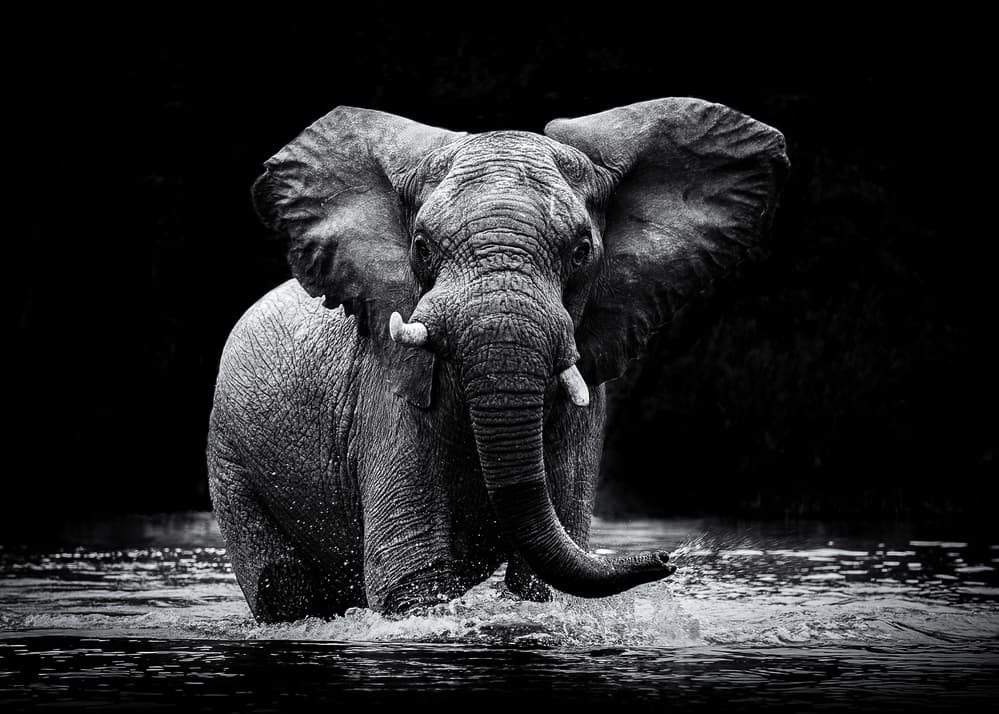 Majestic Elephant In Water by Gorazd Golob — canvas wall art