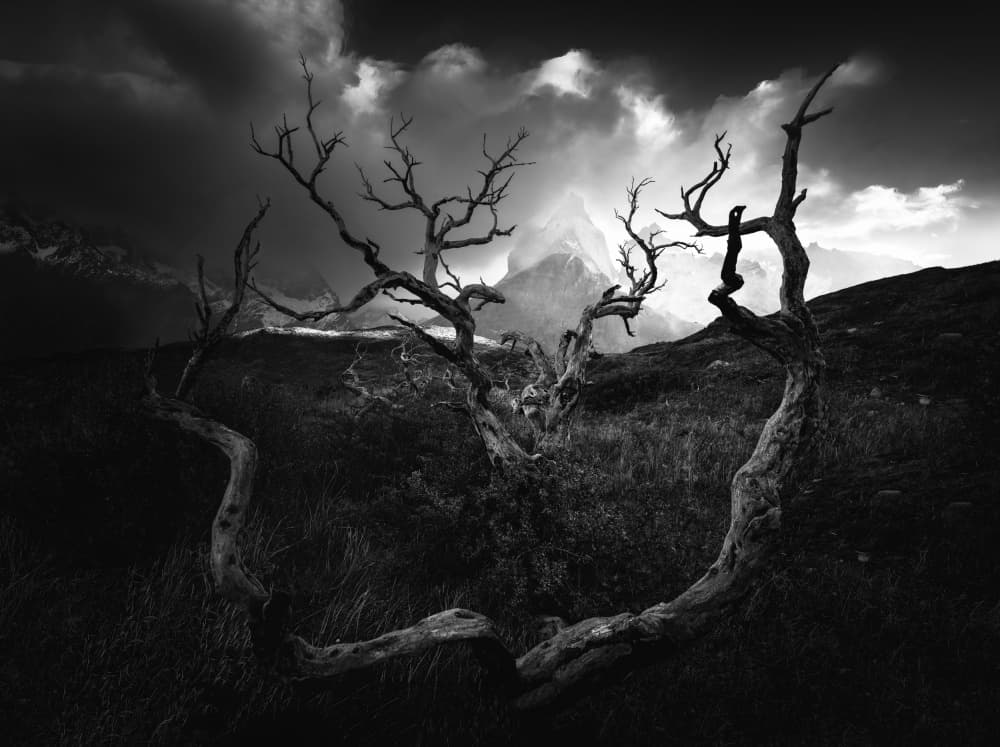 Gnarled Trees Mountain Drama by Gu and Hongchao — canvas wall art