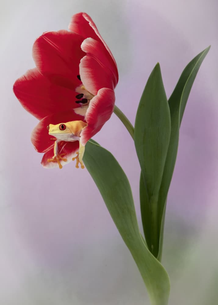 Frog on Red Tulip by Linda D Lester — canvas wall art