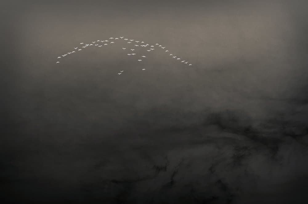 Graceful Bird Migration by Tomas Frolec — canvas wall art