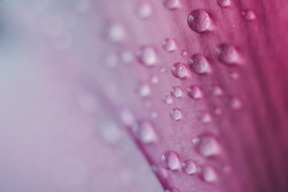 Delicate Pink Dew by Javier Pardina — canvas wall art