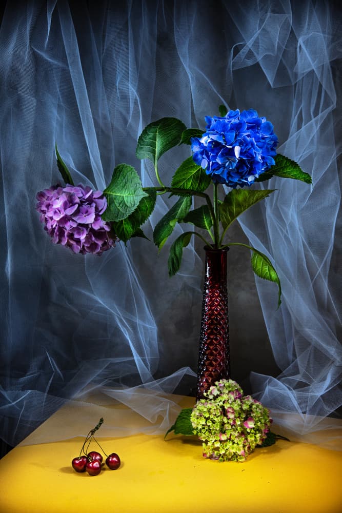 Vibrant Hydrangeas Still Life by Felice Angelino — canvas wall art