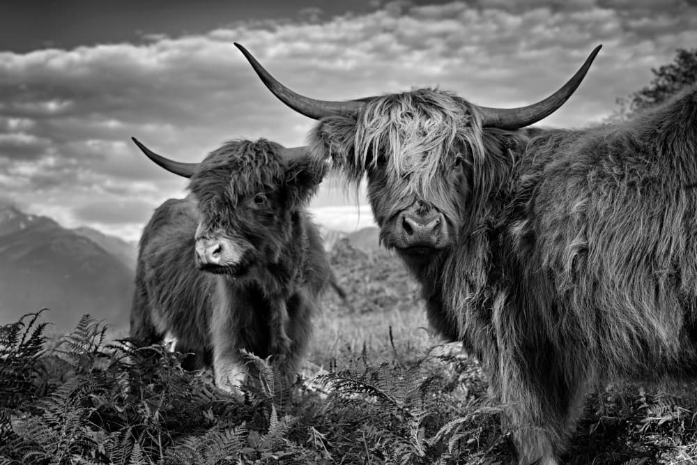 Highland Cows Gaze by Roland Weber — canvas wall art