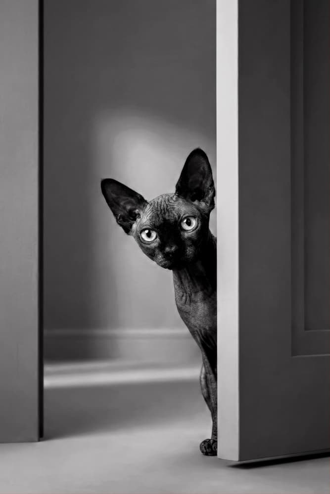Curious Sphynx Cat Peeking by Antonyus Bunjamin (Abe) — canvas wall art