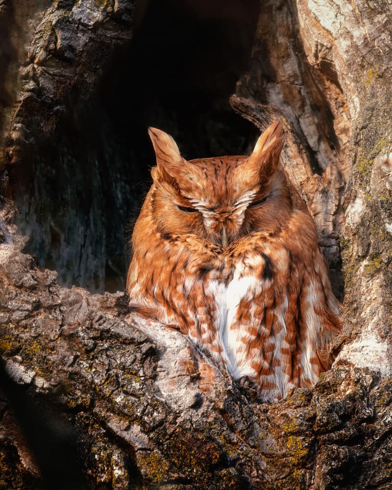 Sleeping Woodland Owl by Leechee Z — canvas wall art