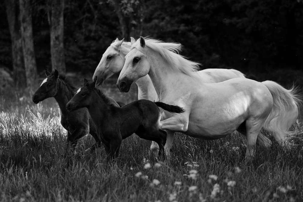 Galloping Horse Family by Bojan Kolman — canvas wall art