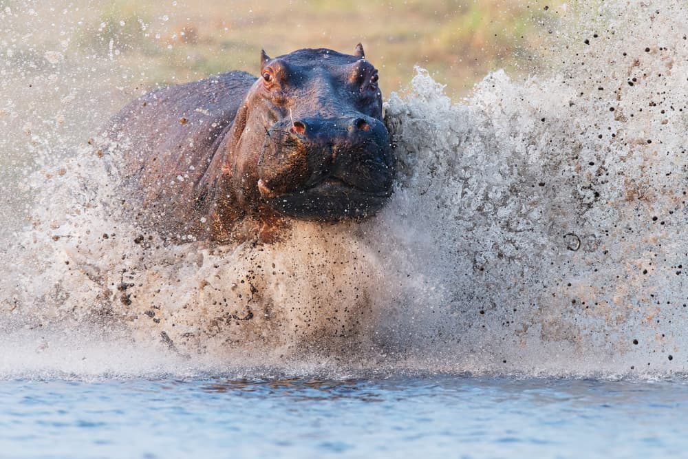 Powerful Hippo Splash by Cheng Chang — canvas wall art