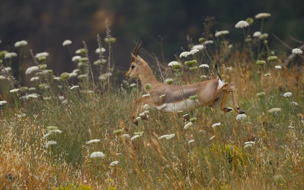 Gazelle Leaping Wildflowers by Assaf Gavra — canvas wall art
