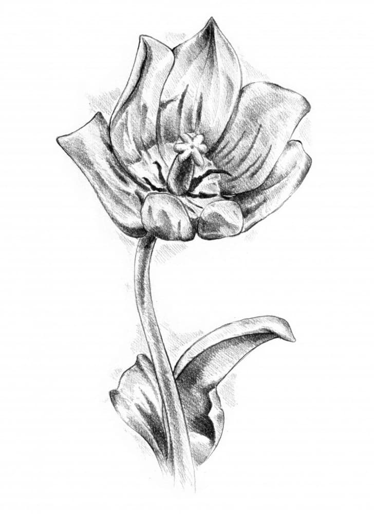 Elegant Tulip Drawing by Kulik — canvas wall art