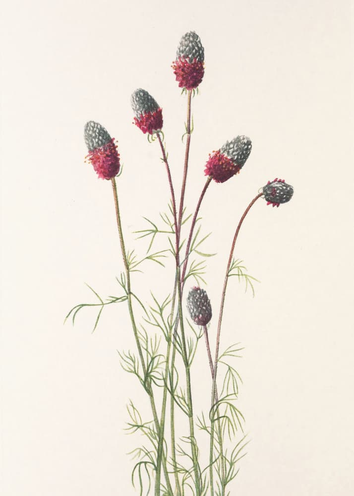 Purple Prairie Clover From North American Wildflowers (1925) By Mary Vaux Walcott by Mary Vaux Walcott — canvas wall art