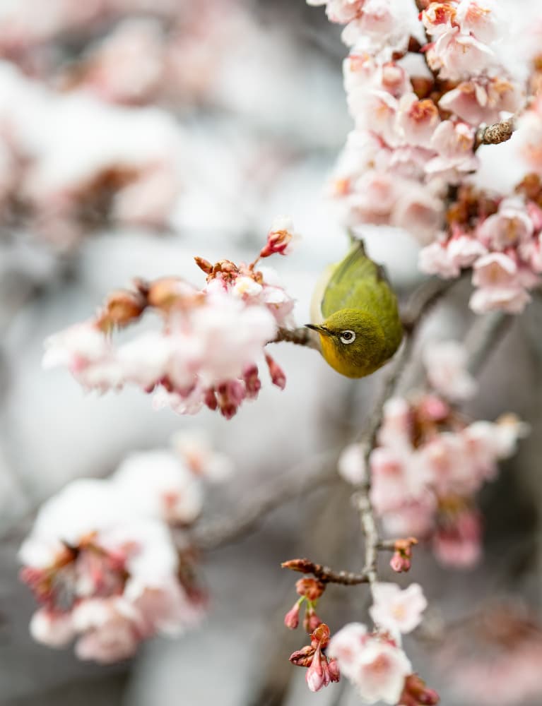 Green Bird Cherry Blossoms by Satoshi Sakai — canvas wall art