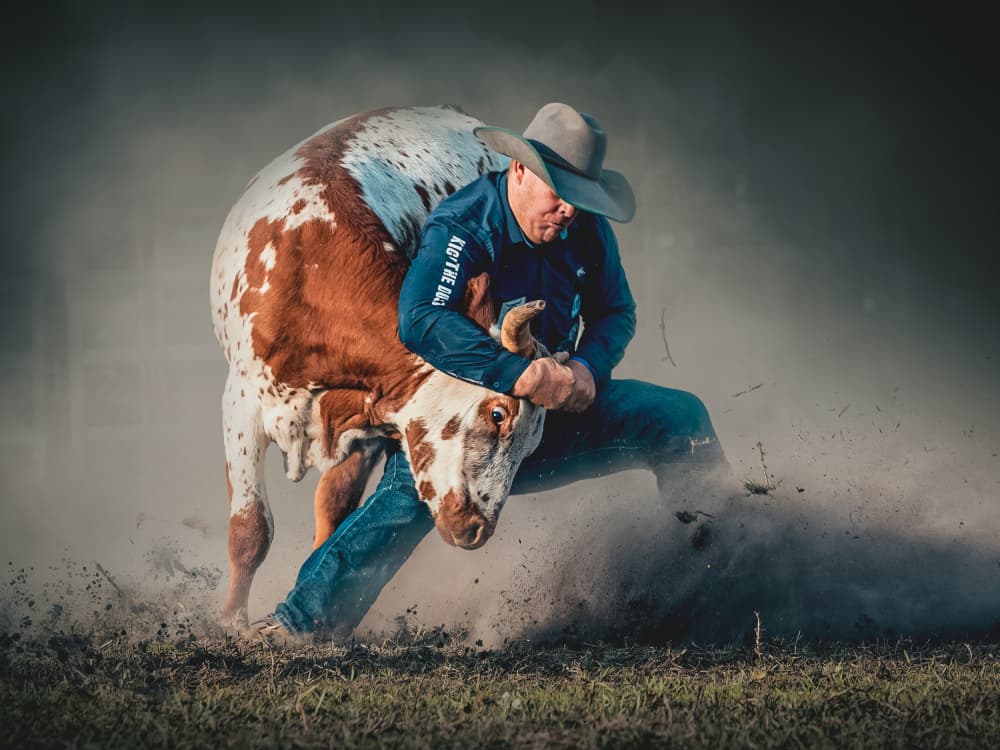 Intense Steer Wrestling by Frank Ma — canvas wall art