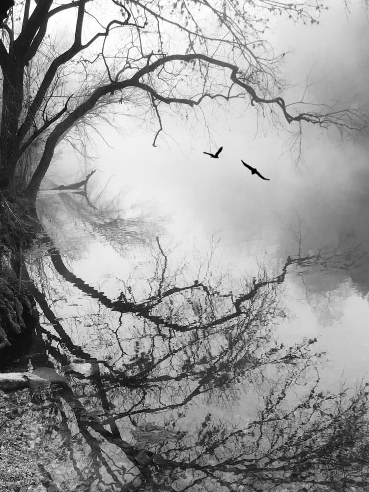 Misty Forest Reflection by mikehull — canvas wall art
