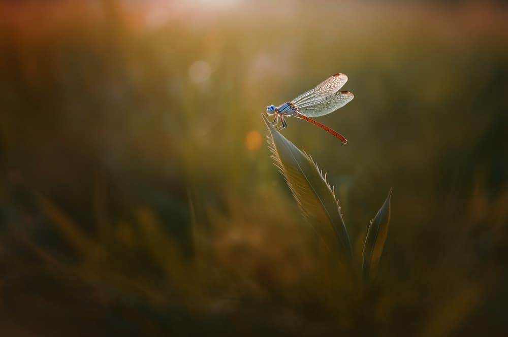 Delicate Dragonfly Glow by Edy Pamungkas — canvas wall art