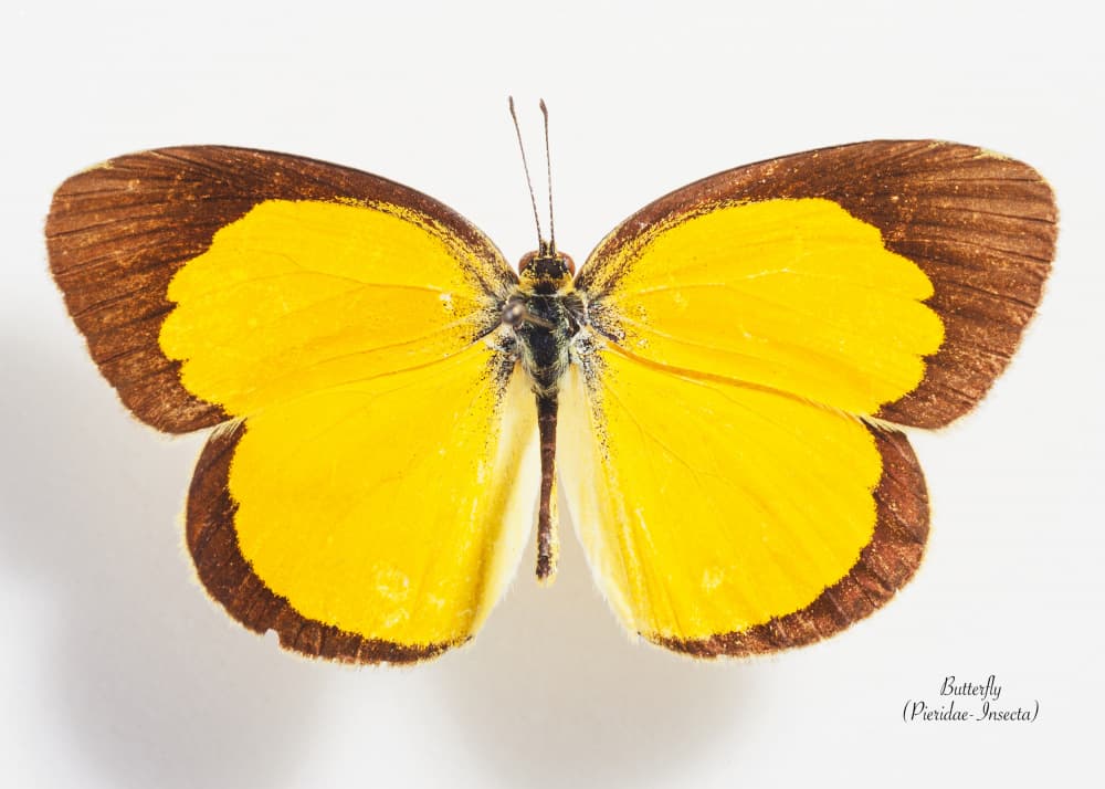 Vibrant Yellow Butterfly by Johan Botha "Sabie" — canvas wall art