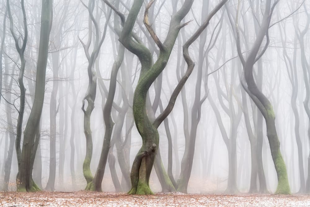Eerie Winter Forest by Lars van de Goor † — canvas wall art