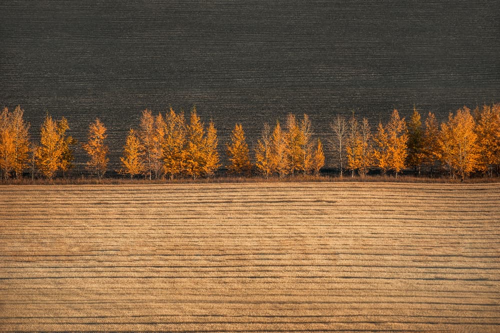 Golden Trees Harvest Fields by TIANQI — canvas wall art