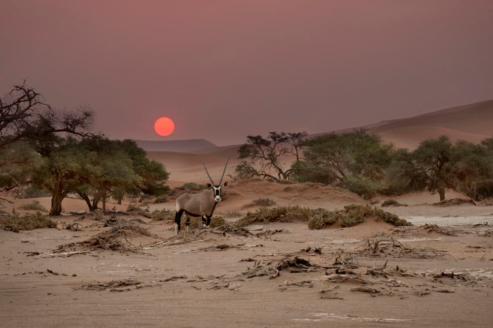 African Oryx Sunset by Hans Repelnig — canvas wall art