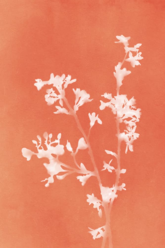 Delicate Floral Glow by amini54 — canvas wall art