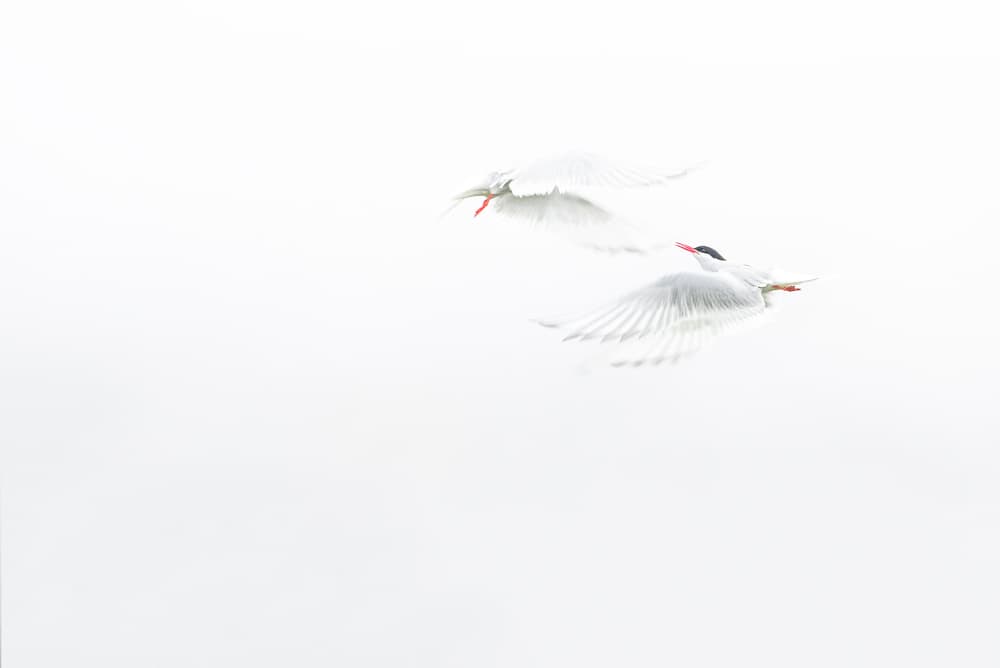 Arctic Terns In Flight by Roberto Marchegiani — canvas wall art