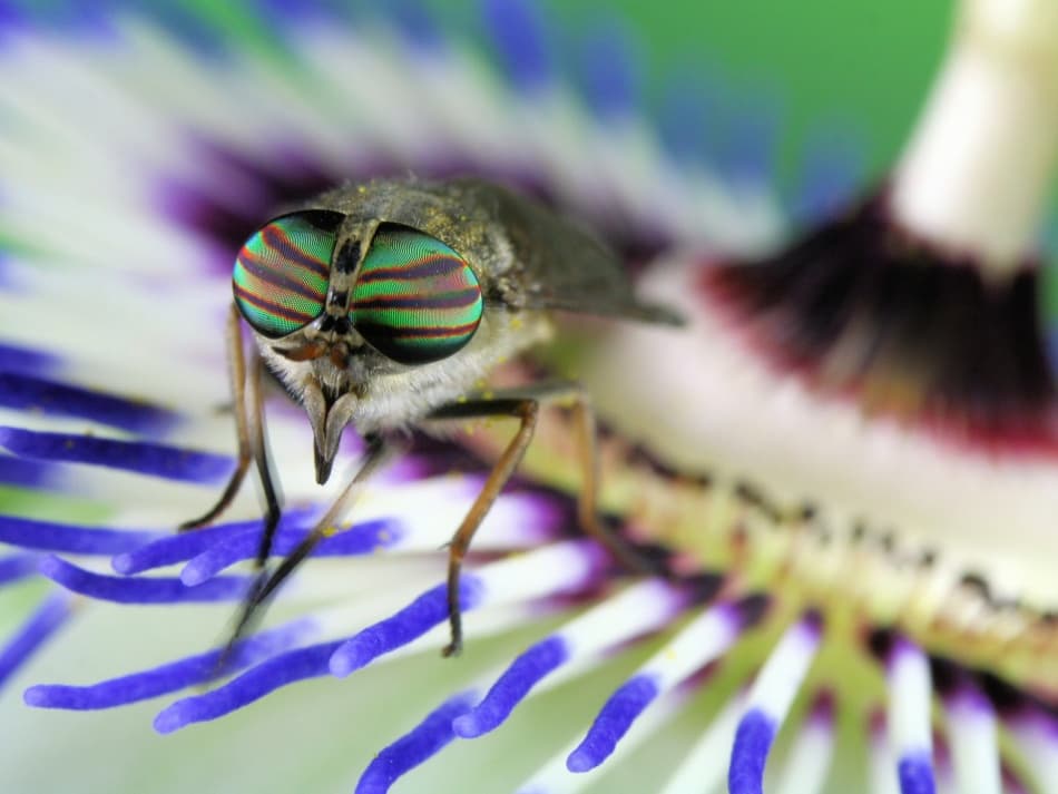 Vibrant Fly Eyes by Jimmy Hoffman — canvas wall art