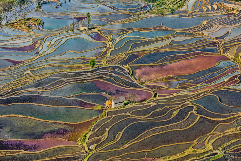 Colorful Rice Terraces by Jay Zhu — canvas wall art
