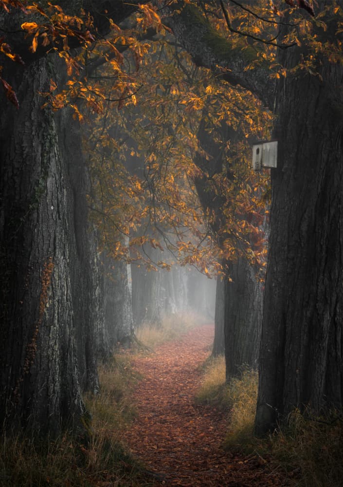 Misty Autumn Path by Zbyszek Nowak — canvas wall art