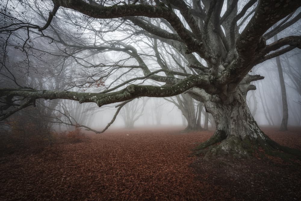 Misty Autumn Woods by Sergio Barboni — canvas wall art