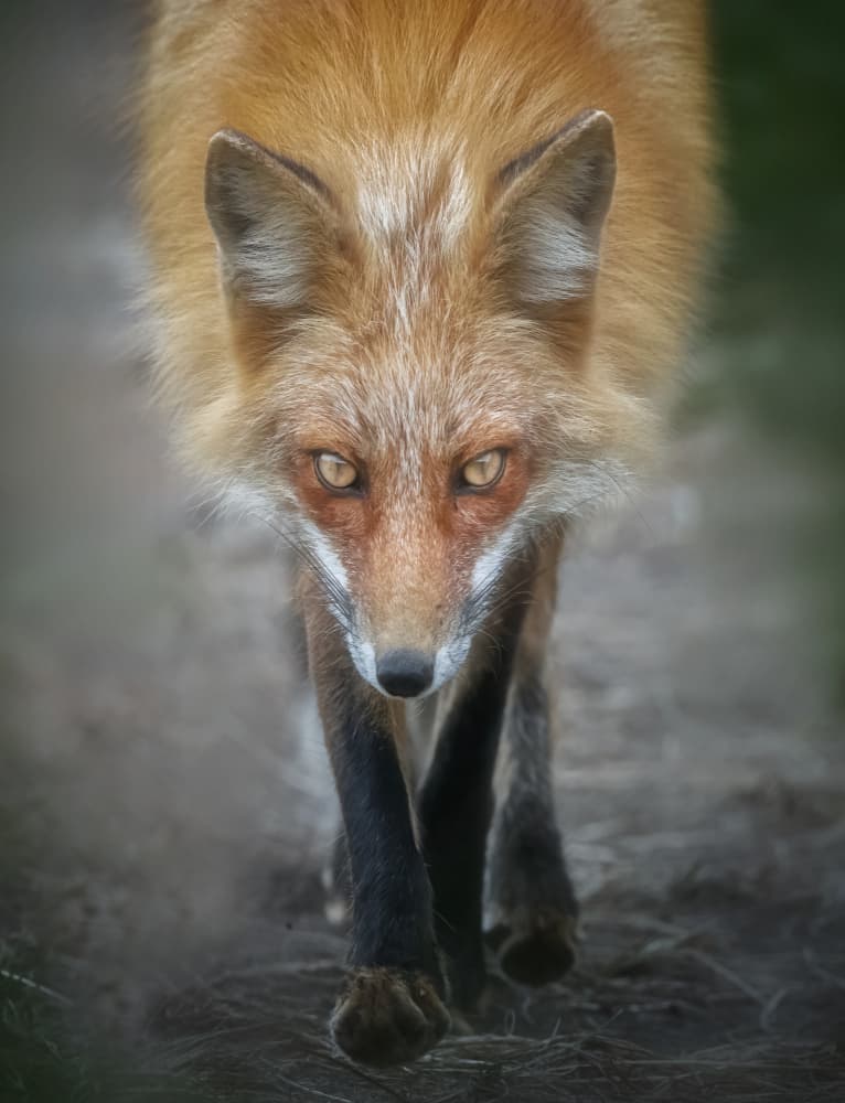 Intense Fox Gaze by Joan Zhang — canvas wall art