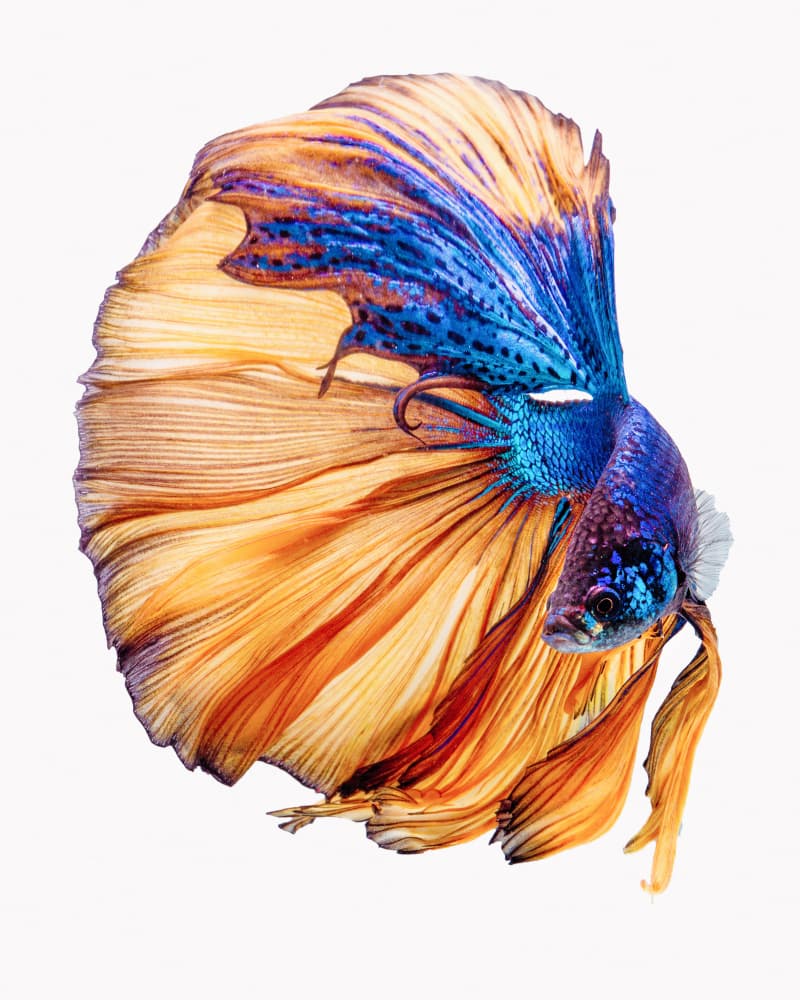 Vibrant Betta Fish Flow by Andi Halil — canvas wall art