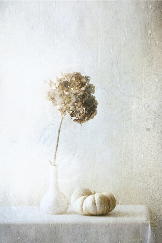 Dried Hydrangea Pumpkin Still Life by Delphine Devos — canvas wall art
