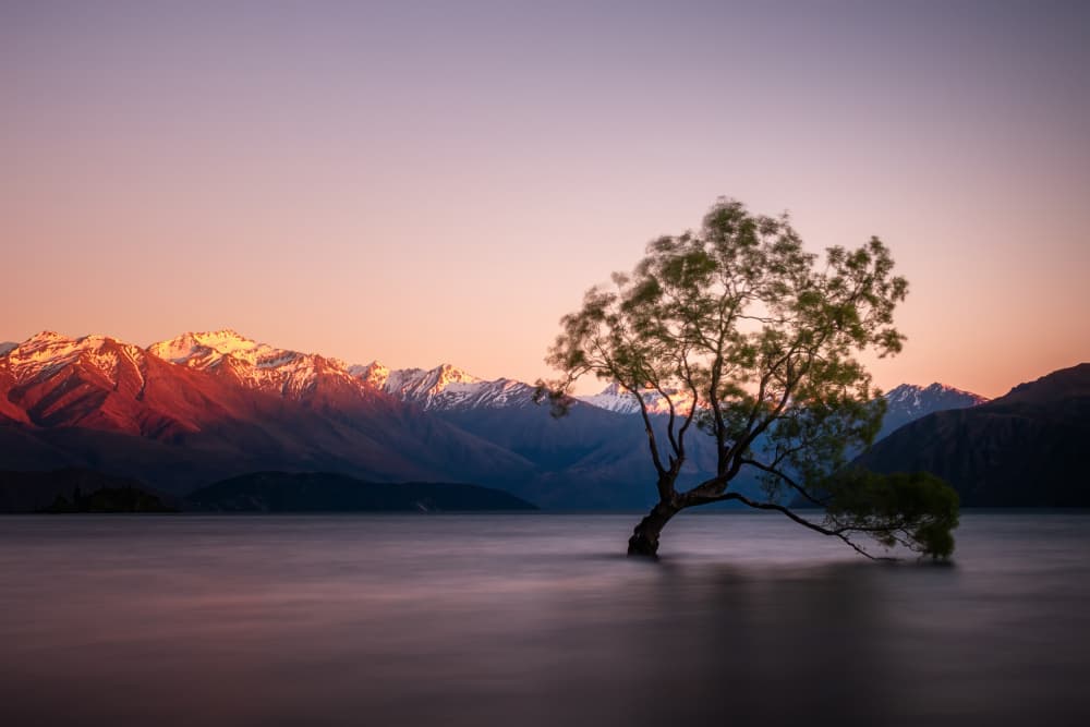 Twilight Lake Lone Tree by Christoph Schaarschmidt — canvas wall art