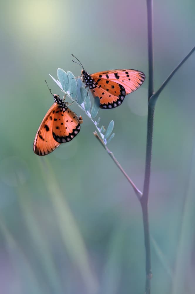 Two Orange Butterflies by Edy Pamungkas — canvas wall art