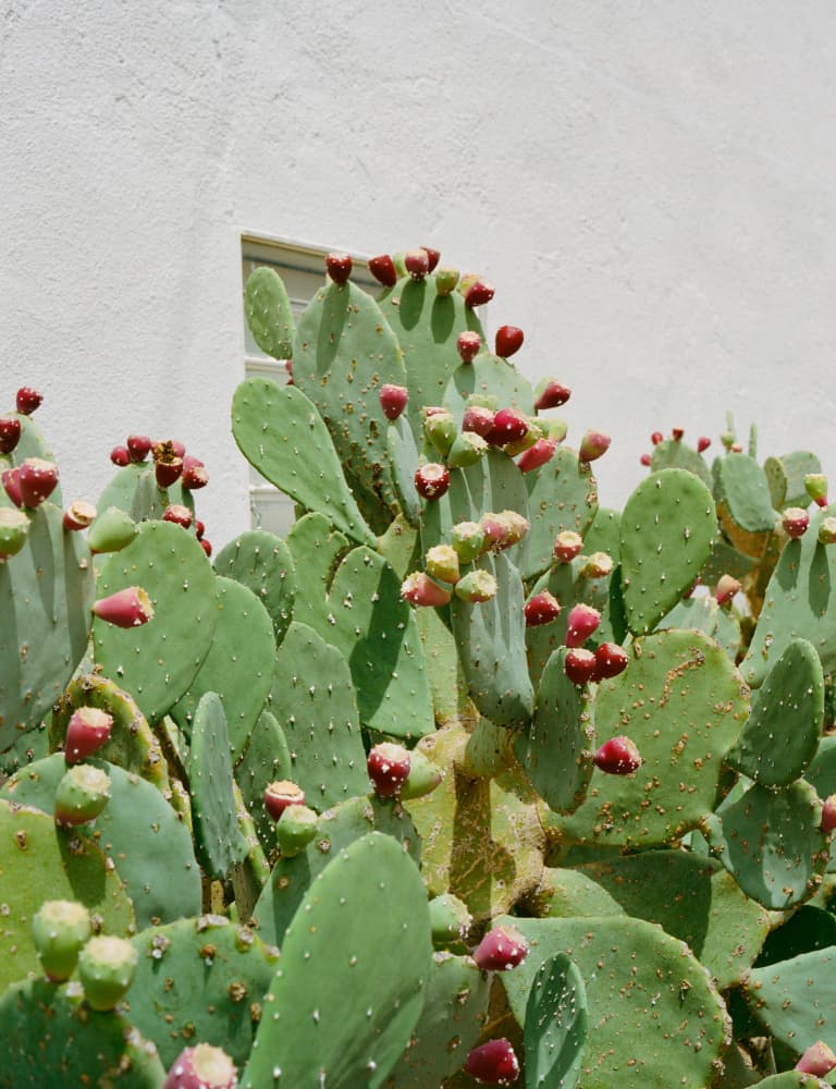 Vibrant Prickly Pear Cactus by Bethany Young — canvas wall art