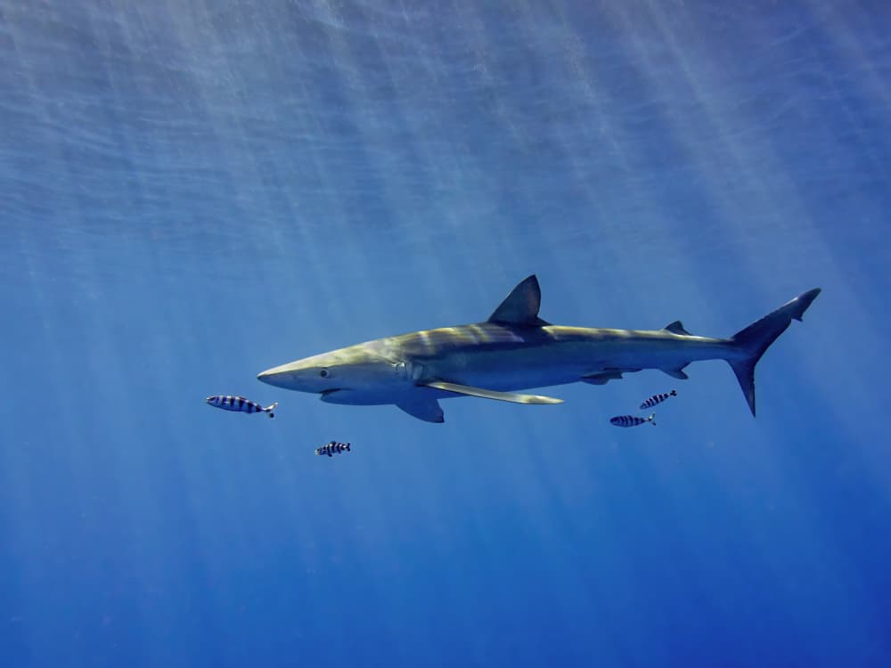 Blue Shark Ocean Glide by Fernando Abreu — canvas wall art