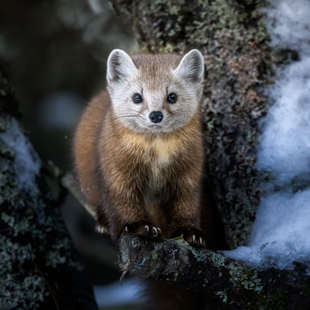 Watchful Forest Marten by Steven Zhou — canvas wall art
