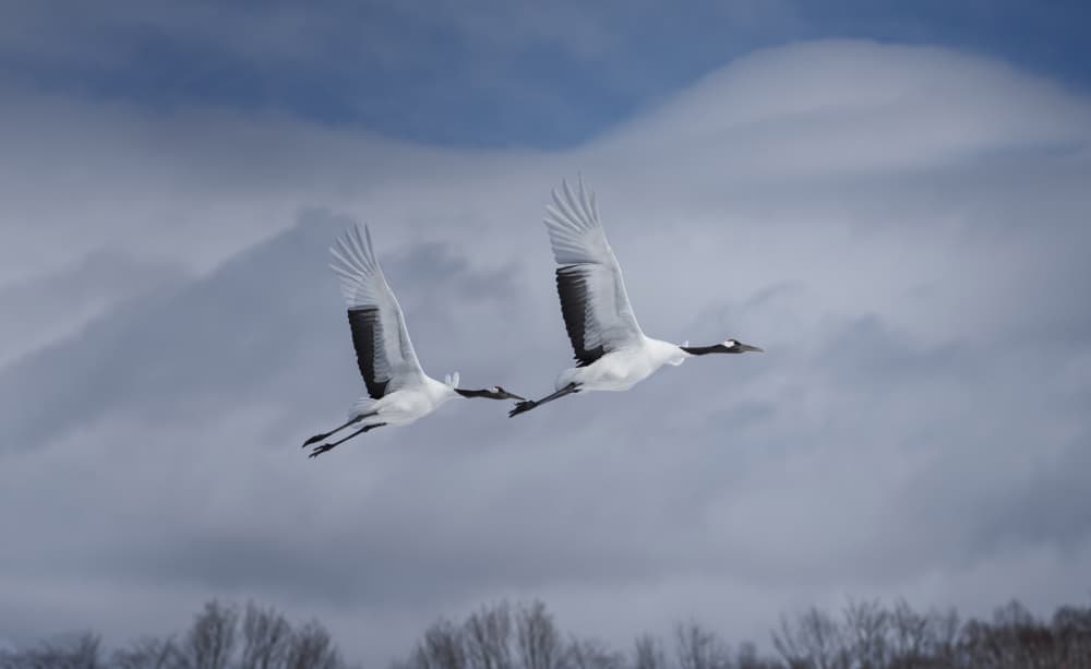 Graceful Cranes in Flight by Larry Deng APA — canvas wall art