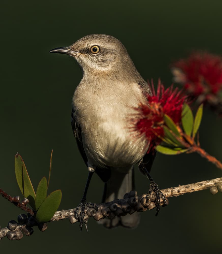 Mockingbird on Bottlebrush by Allen SDCA — canvas wall art