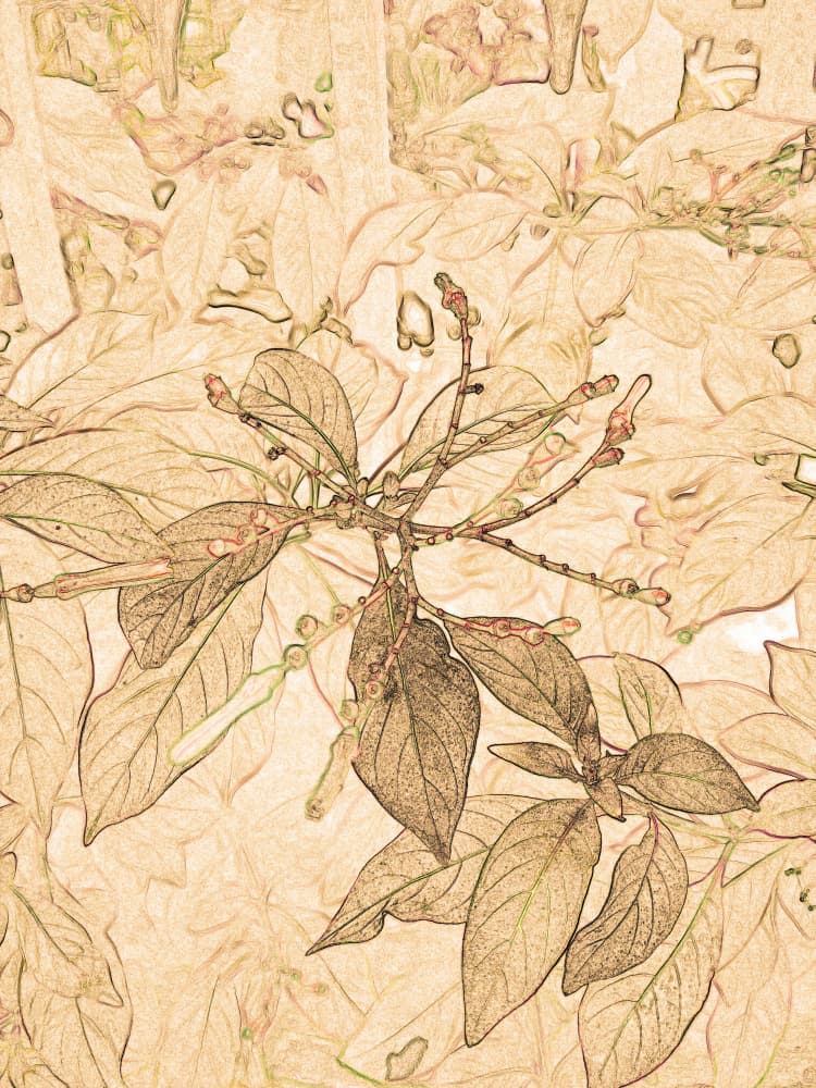 Botanical Sepia Sketch by Santhosh ch — canvas wall art