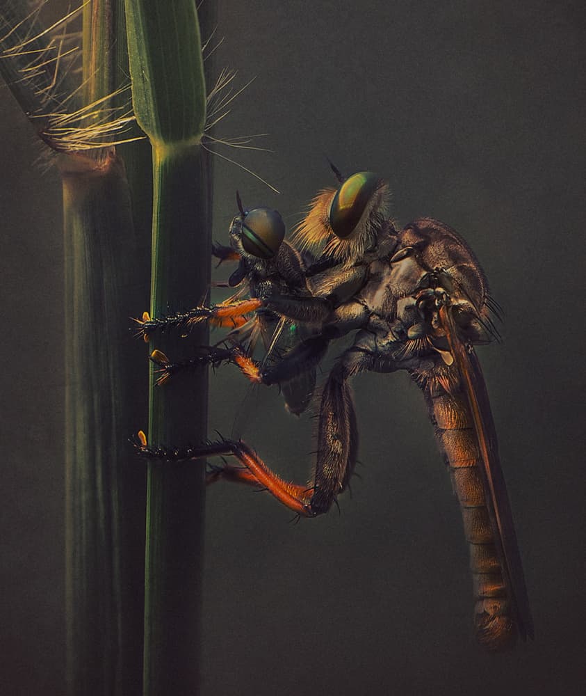 Predatory Robber Fly by Rooswandy Juniawan — canvas wall art