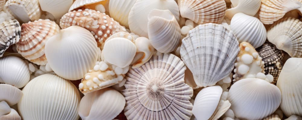 Seashell Symphony by Treechild — canvas wall art