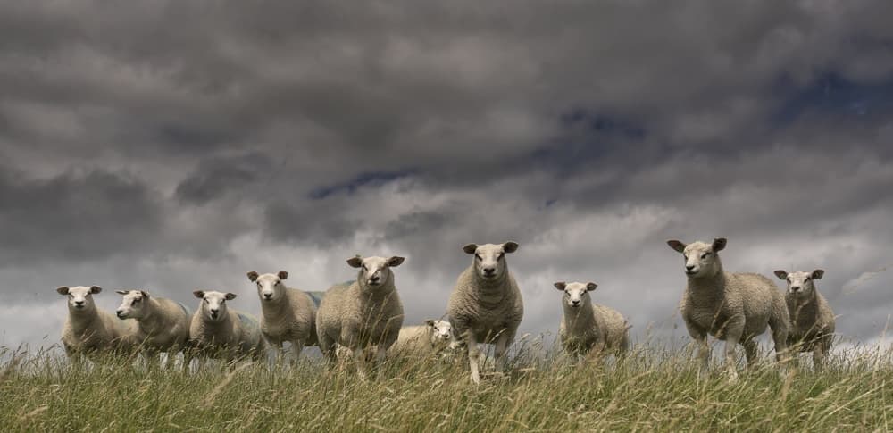 Watchful Sheep Under Stormy Sky by Gert van den Bosch — canvas wall art
