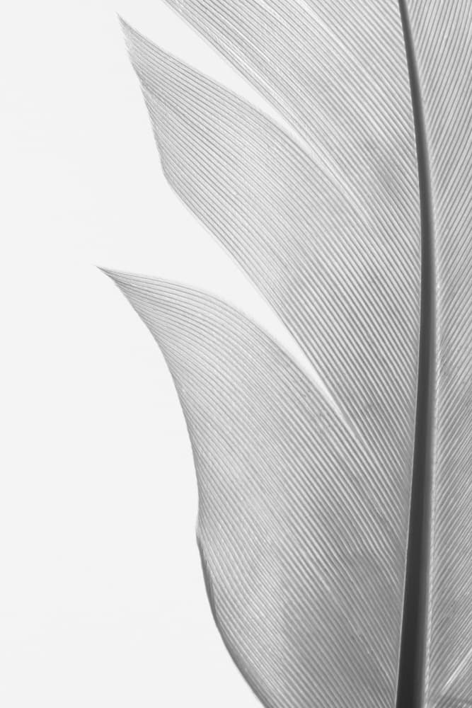 Delicate White Feather by Pictufy Studio III — canvas wall art