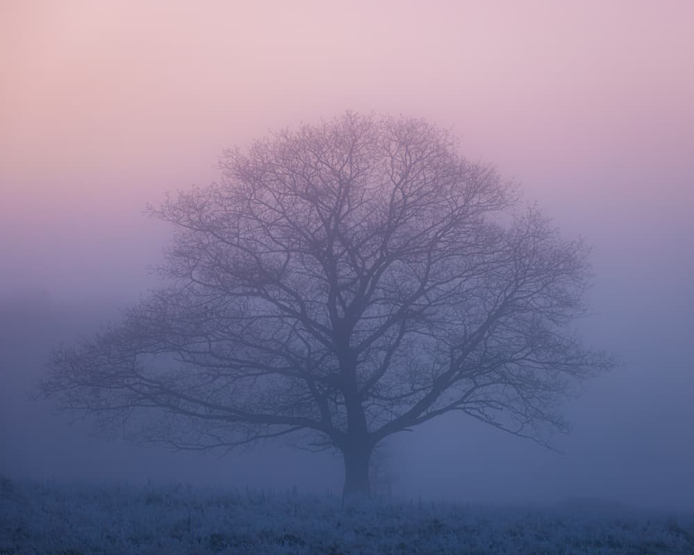 Misty Purple Tree by Kutub Uddin — canvas wall art