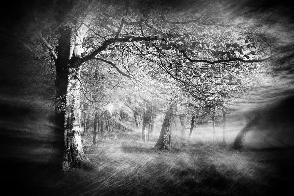 Ethereal Forest Light by Gustav Davidsson — canvas wall art