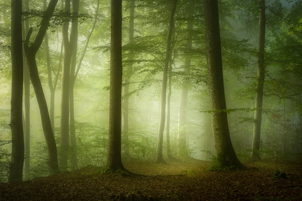 Sunlit Misty Woods by Norbert Maier — canvas wall art