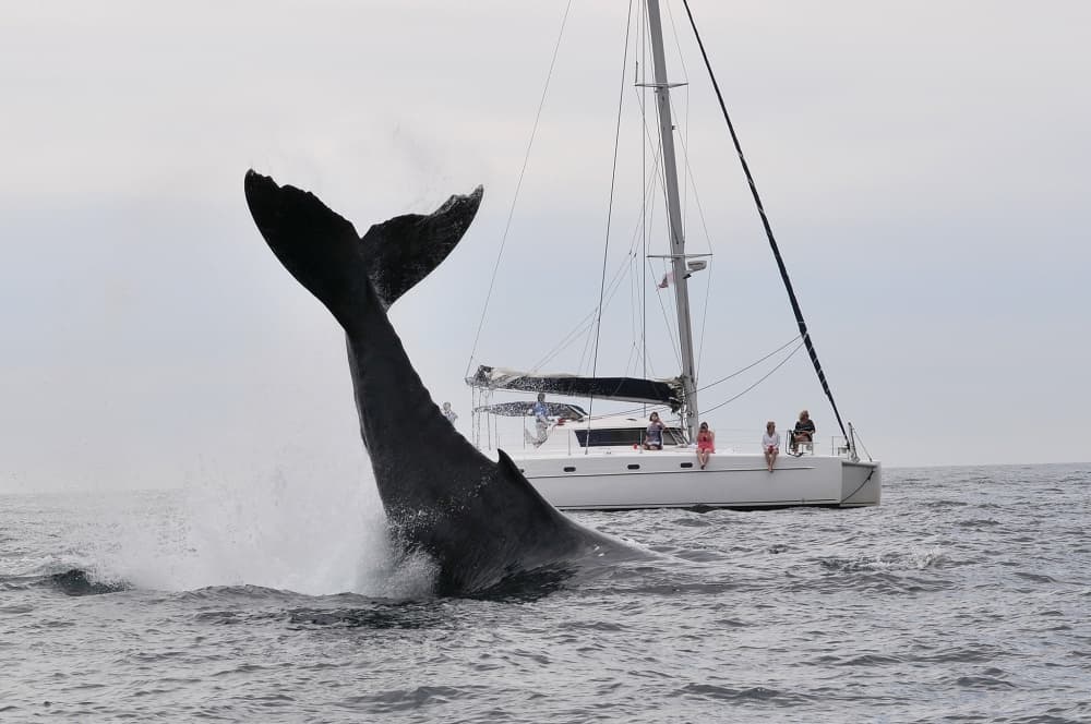 Whale Breach By Sailboat by Ilan Ben Tov — canvas wall art
