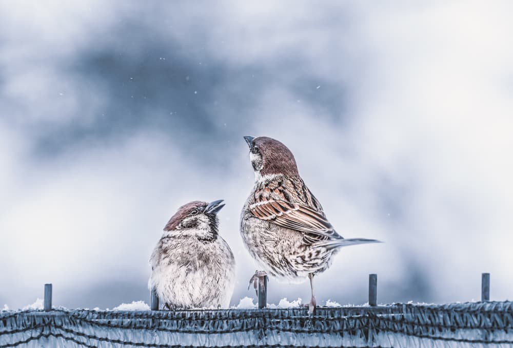 Two Sparrows in Snow by Oana Vasileniuc — canvas wall art