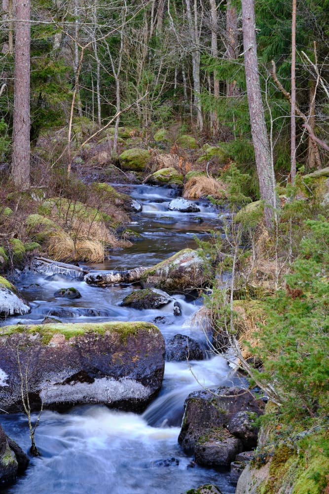 Tranquil Forest Stream by Geertjan Plooijer — canvas wall art